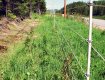 Electrical fence with Vegration growth that needs trimming