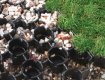 grass and gravel porous paving grids from TYPAR